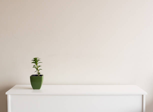 small green plant on sideboard - sideboard imagens e fotografias de stock