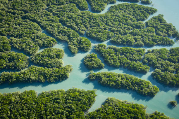 aerial view of the mangrove habitat at Prince Frederick Harbour, Hunter River, Porosus Creek stock photo