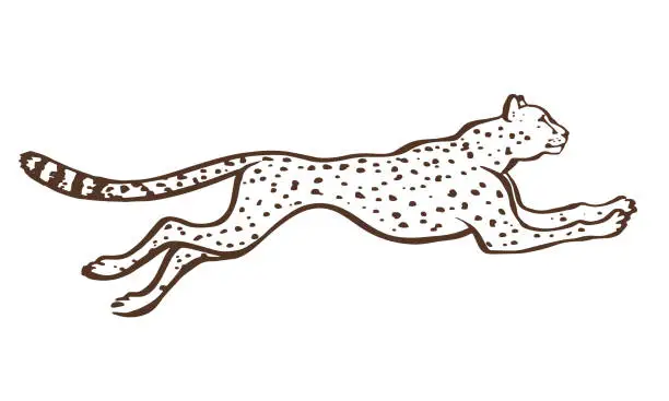 Vector illustration of Cheetah running sketch vector