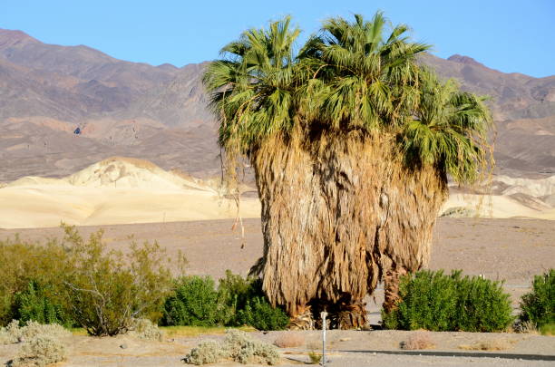 Landscape of tabernas desert, Almeria, Spain, with palm trees