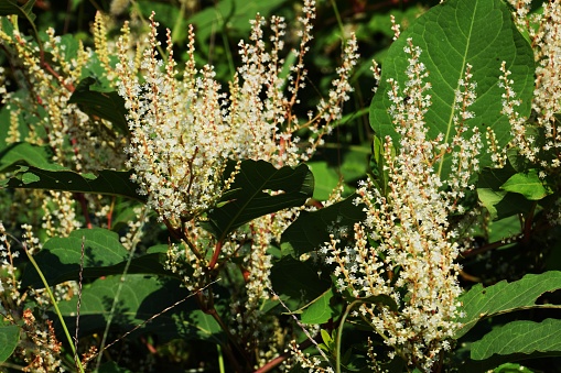 Japanese knotweed is a plant with extremely high reproductive power that seeds sprout and spread, and soon grows rhizomes and forms communities in roadside and wasteland.