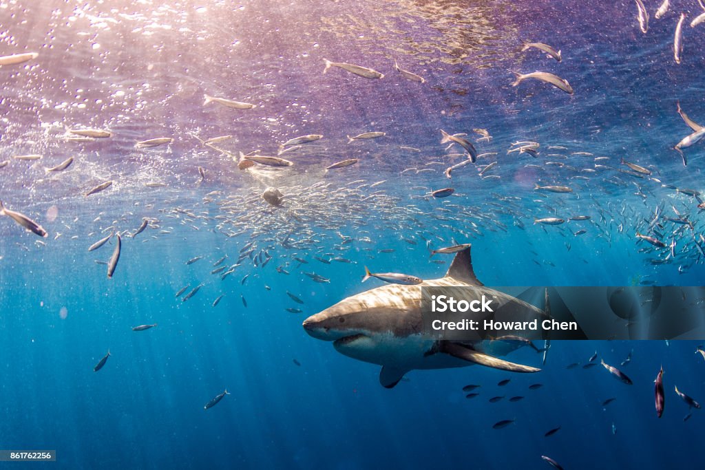 Tiburón jaquetón - Foto de stock de Tiburón libre de derechos