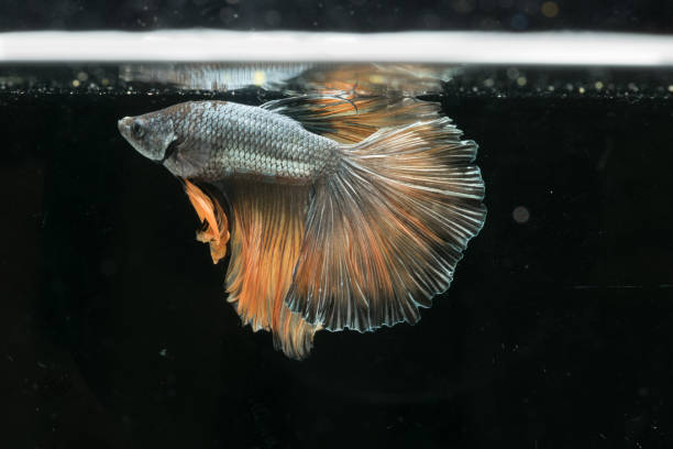 istock siamese fighting fish. beautiful tail of betta splendens half moon fish on black background. 861762944