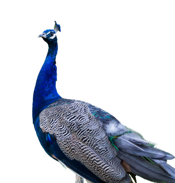 istock isolated peacock bird with white color 861763070