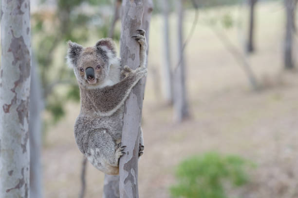istock Australian koala climbing on the tree in the forest 861765988
