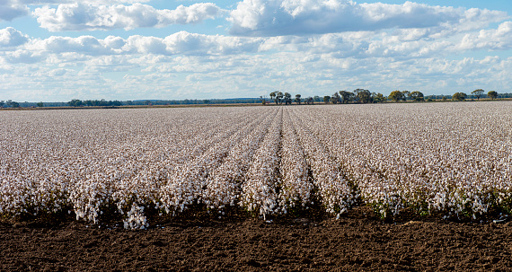 cotton grown in Australia is exported world wide.