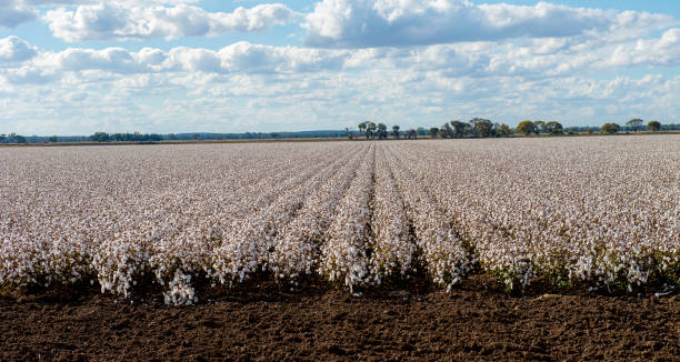 plantação de algodão, plantação de algodão em grande escala na austrália - plantação de algodão - fotografias e filmes do acervo
