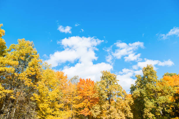 istock Autumn landscape with colorful trees. Beautiful background. 861768878