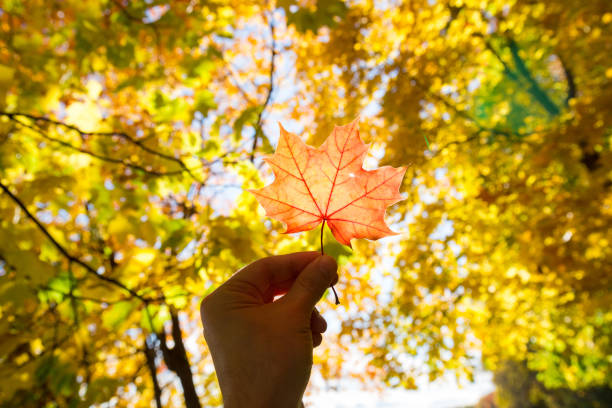 istock Maple leaf in hand on a blurred background of autumn leaves 861769124