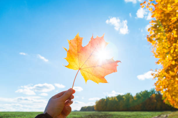 istock Male hand hold multicolor maple leaf against clear blue sky with sun light rays. Autumn time season. 861769186