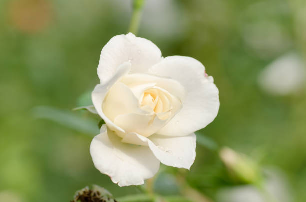 istock White rose flower blossom in a garden 861770774