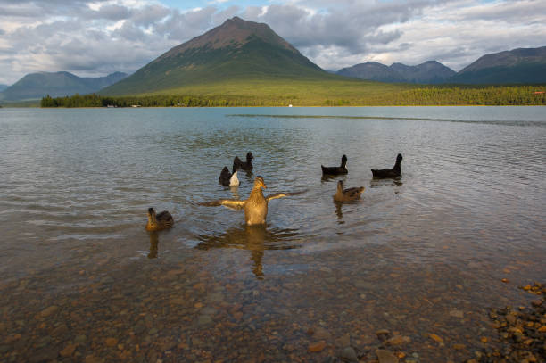 Alaska. Lake Clark National Park and Preserve. Sunset. Ducks. Tanalian Mountain.