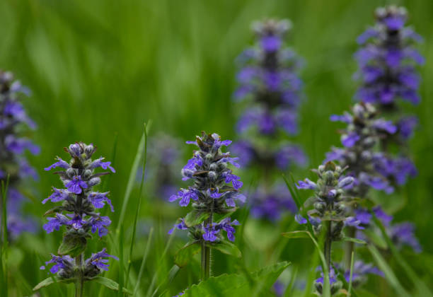 istock Wild Sage in the lawn 861775518