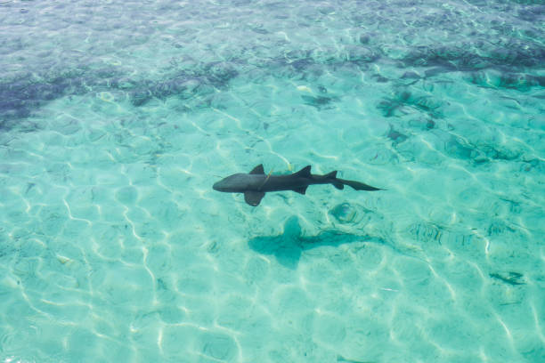 istock Nurse Shark, Abaco Island, Bahamas 861775762