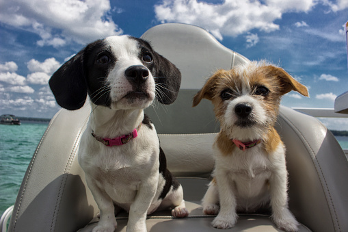 Molly and KI our two puppies. They are sisters believe it or not.