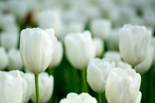White tulips background. Flower summer landscape card. Horizontal