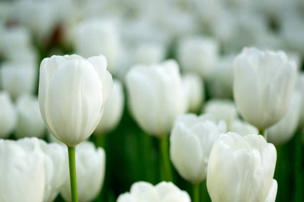 White tulips background. Flower, summer, landscape card. White tulips background. Flower summer landscape card. Horizontal white tulips stock pictures, royalty-free photos & images