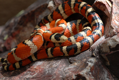 The Arizona mountain kingsnake is a beautiful species commonly located at higher elevations in Arizona and New Mexico.