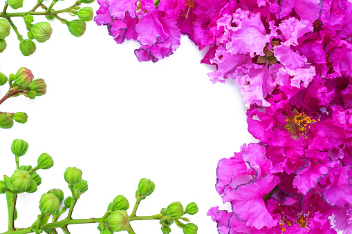 Lagerstroemia speciosa (Pride of India), beautiful purple flowers on white background with copyspace