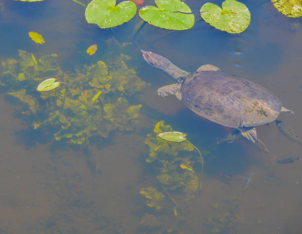istock A florida softshell turtle (apalone ferox) swimming around lily pads in Largo, Florida. 861786458