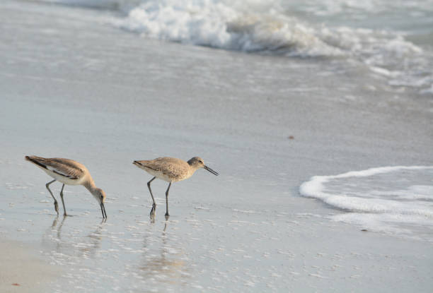 istock Willet (catoptrophorus semipalmatus) feeding on Indian Rocks beach in Florida, USA 861786556