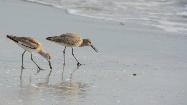 istock Willet (catoptrophorus semipalmatus) feeding on Indian Rocks beach in Florida, USA 861788486