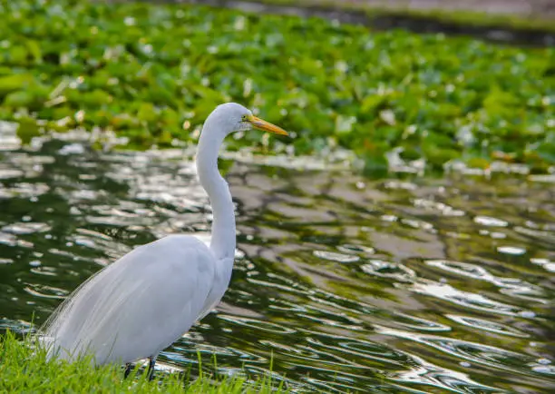 Photo of A Great White Heron (ardea herodias occidentalis)In the park at the Largo Central Park in Largo, Florida.
