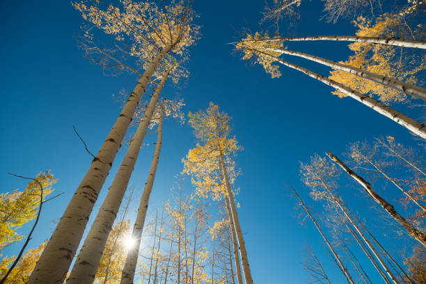 istock Gold yellow aspen forest in autumn with blue sky 861788714
