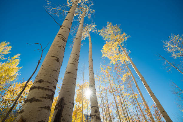 istock Gold yellow aspen forest in autumn with blue sky 861788730