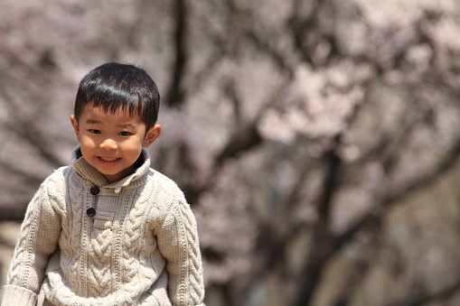 Japanese boy and cherry blossoms (3 years old)