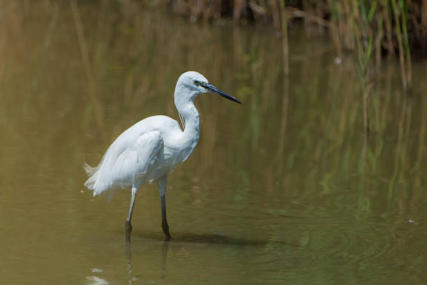 istock White egret fishing 861792682
