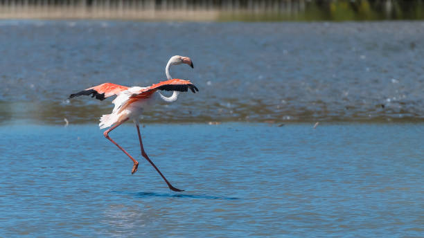 オオフラミンゴ、ピンクの鳥 - flamingo bird isolated animal leg ストックフォトと画像