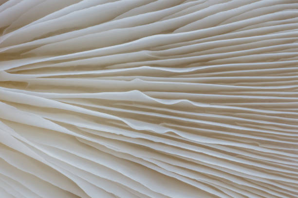 istock abstract background macro image of Sajor-caju mushroom 861797602