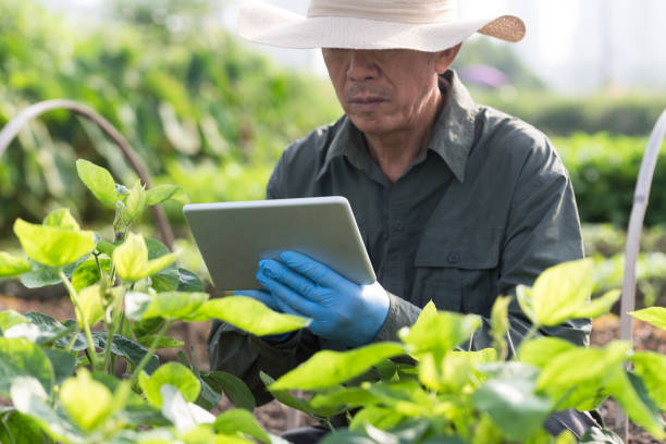 istock Asian old farmer checking soy bean field 861797924