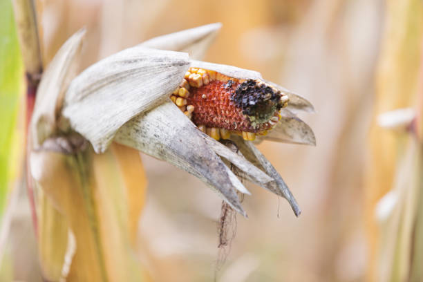 Ripe Corn Crop in Autumn Ripe field corn ready for harvest in autumn. This corn cob is partially eaten and rotting on the end. corn cob eaten stock pictures, royalty-free photos & images