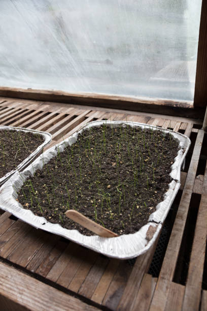 pflanzen im gewächshaus durch fenster - aluminum glass house window stock-fotos und bilder