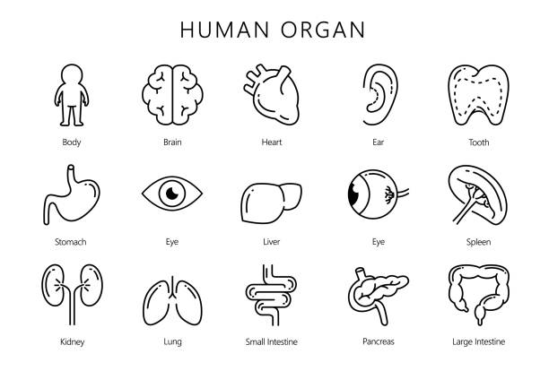 Human internal organ in line icon style collection. Human internal organ in line icon style collection. Illustration about medical and anatomy. kidney organ stock illustrations