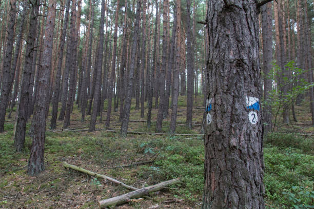 istock a forest in bavaria next to schwandorf in summer 861814366