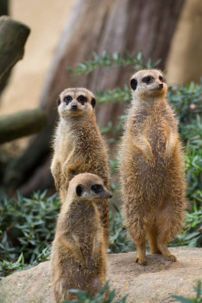 istock suricates standing on a little rock in the zoo 861814628