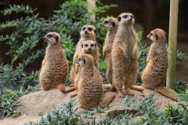 suricates standing on a little rock in the zoo