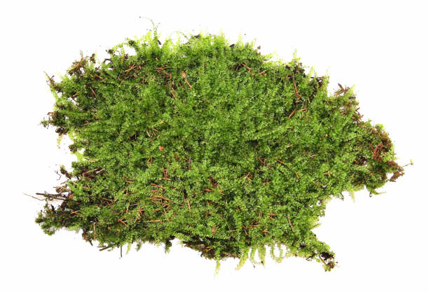 istock A clump of green moss isolated on a white background 861817638