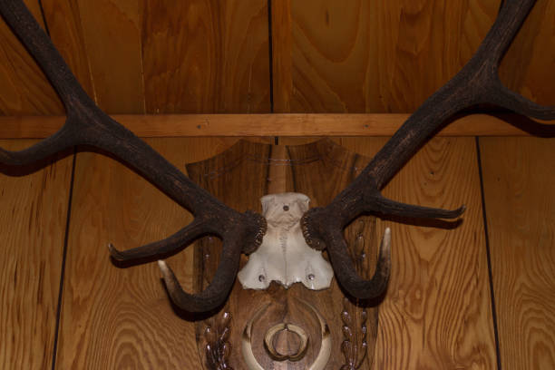 istock hunting trophies on the wall 861820858