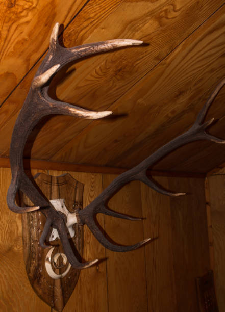 istock hunting trophies on the wall 861820860