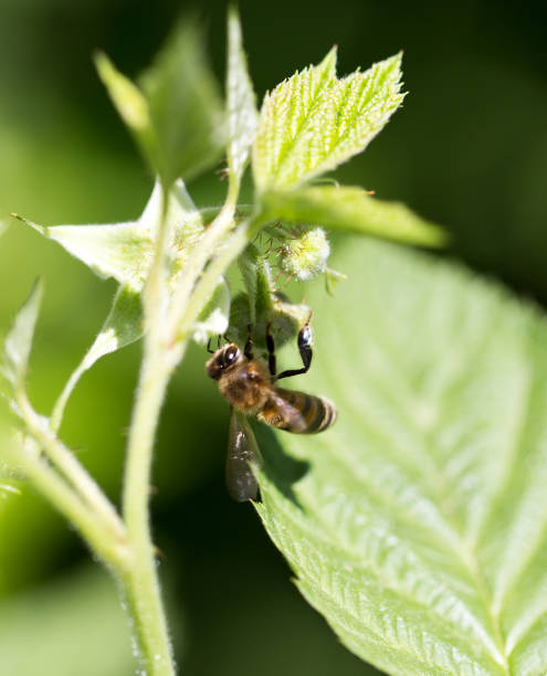istock bee on flowers in nature. macro 861824608