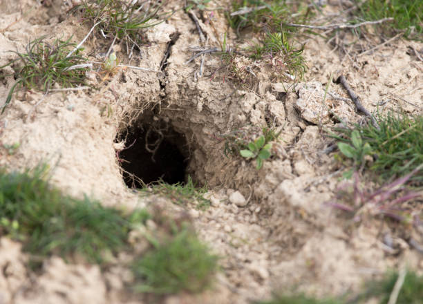 istock hole on the nature of the beast 861824894