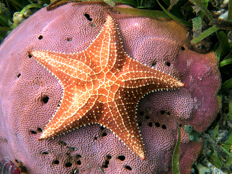 Underwater starfish, Oreaster reticulatus, over massive starlet coral in the Caribbean sea