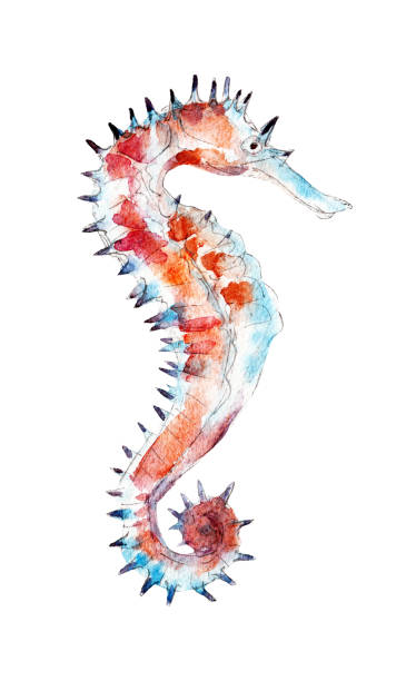 istock The seahorse, watercolor illustration isolated on white background. 861831274