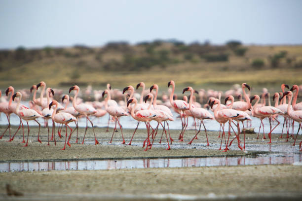 Flock of lesser flamingos in Lake Magadi, Great Rift Valley, Kenya Flock of lesser flamingos (Phoenicoparrus minor) in Lake Magadi, Great Rift Valley, Kenya. Lake Magadi is the southernmost lake in the Kenyan Rift Valley, north of Tanzania's Lake Natron. The Rift Valley contains a chain of volcanoes, some of which are still active, and many other lakes such as the Turkana, Baringo, Bogoria and Nakuru. During the dry season Lake Magadi is 60% covered by soda and is known for its wading birds. During the rainy season, a thin layer of brine covers much of the saline pan, but this evaporates rapidly leaving a vast expanse of white salt that cracks to produce large polygons. The lake is recharged by saline hot springs that discharge into alkaline lagoons around the lake margins and is very rich in blue-green algae, which feed insects, small crustaceans and massive flocks of water birds. Altogether it forms a very peculiar mineral and colour-rich landscape. The lake is featured in film The Constant Gardener, which is based on the book of the same name by John le Carré although in the film the shots are supposed to be at Lake Turkana. Currently the area is inhabited by the cattle-herder Masai tribes, but the relics of many hominids have been found in the escarpments. lake bogoria stock pictures, royalty-free photos & images