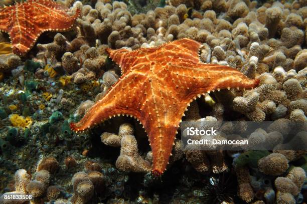 Starfish Underwater Over Coral Seabed Stock Photo - Download Image Now - Starfish, Underwater, Caribbean