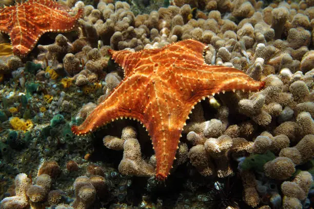 Starfish underwater, Oreaster reticulatus, over coral seabed